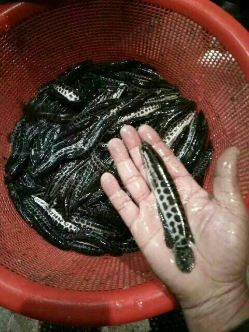 黑鱼苗人工养殖，全国发货，空运