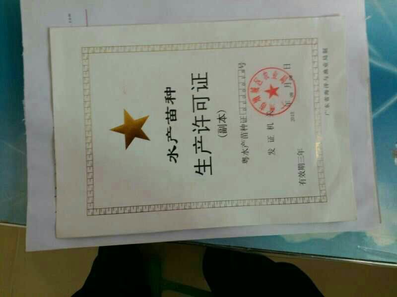 黑鱼苗人工养殖，全国发货，空运
