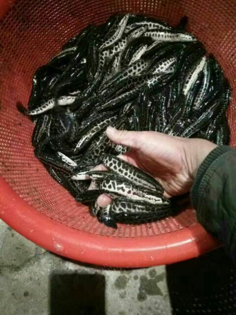 黑鱼苗人工养殖，全国发货，空运