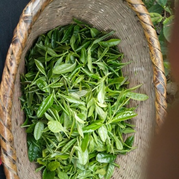 绿茶二级