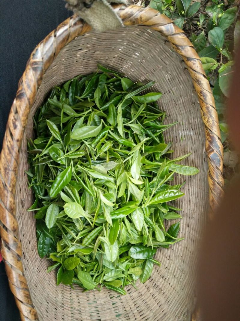 绿茶二级