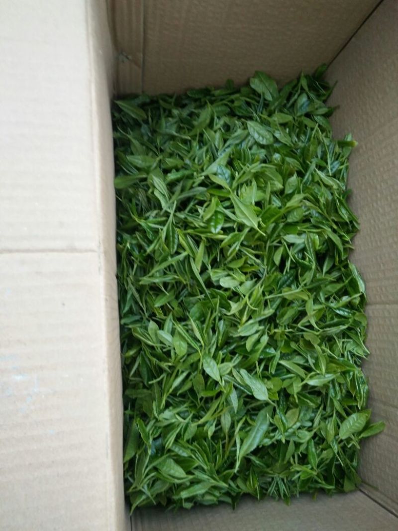 绿茶二级