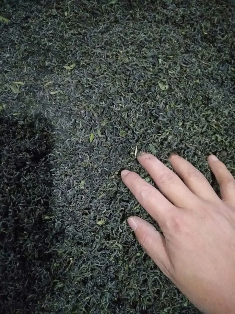 绿茶二级