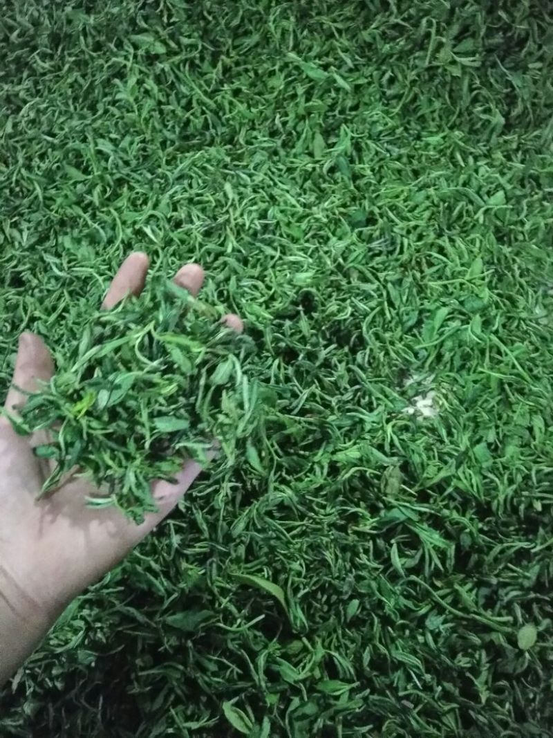 绿茶二级
