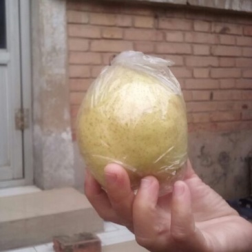 鸭梨300~350g纸加膜