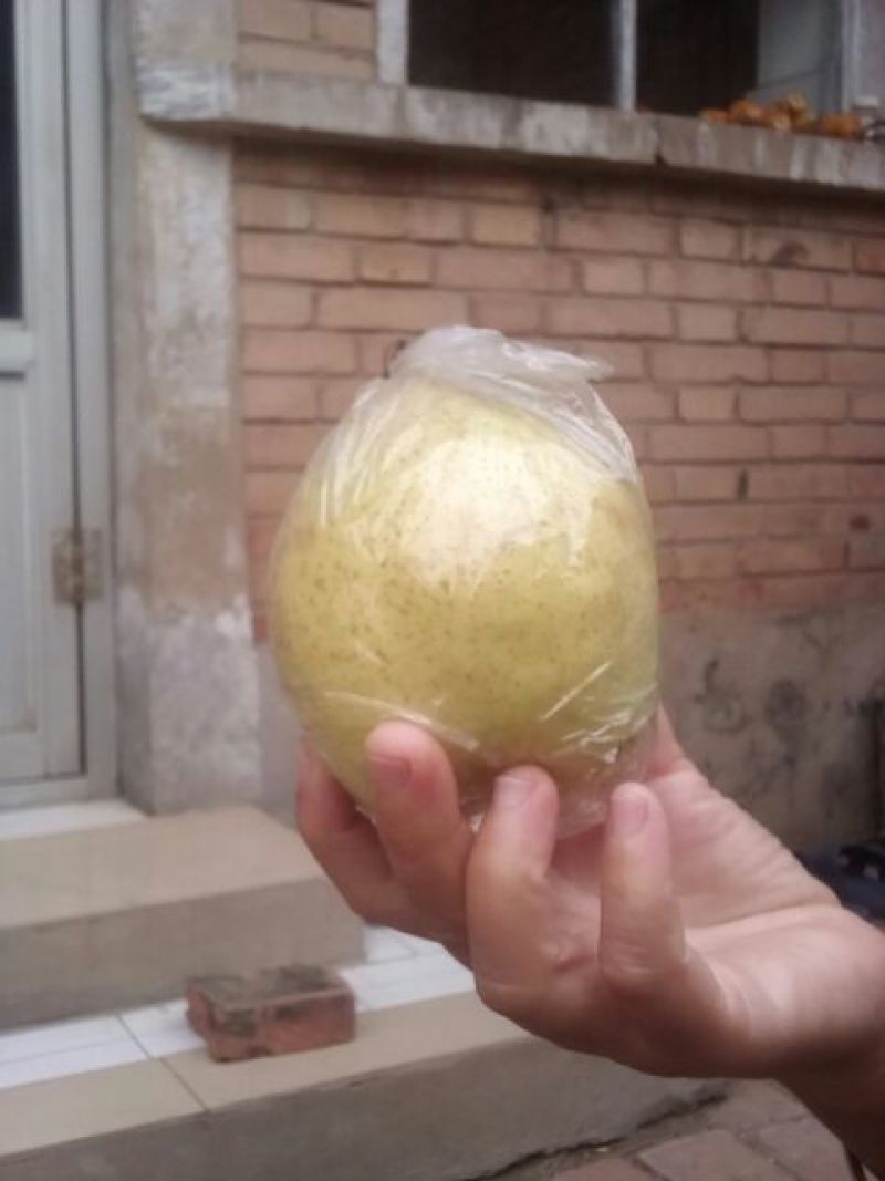 鸭梨300~350g纸加膜