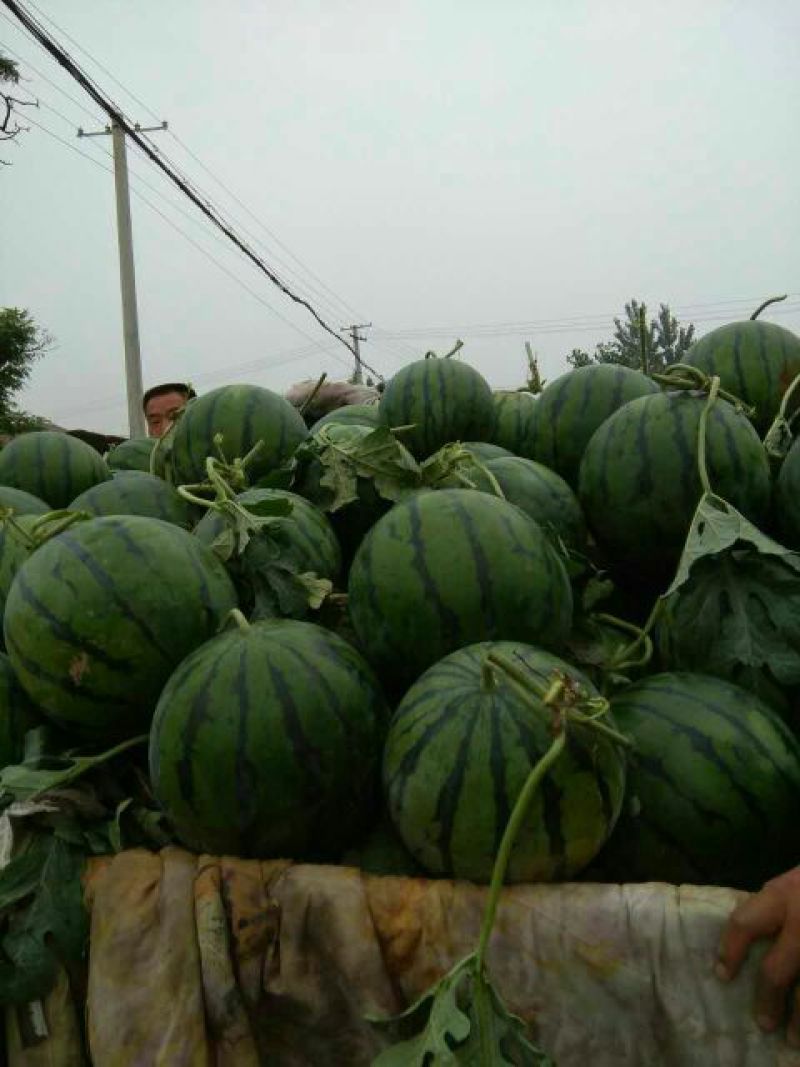 百万亩甜王，8424西瓜，京欣6斤打底8成熟1茬