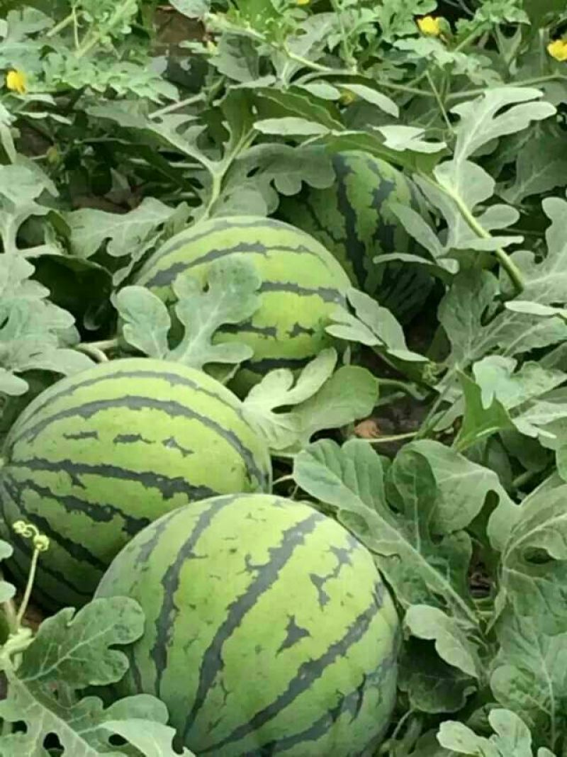 百万亩甜王，8424西瓜，京欣6斤打底8成熟1茬