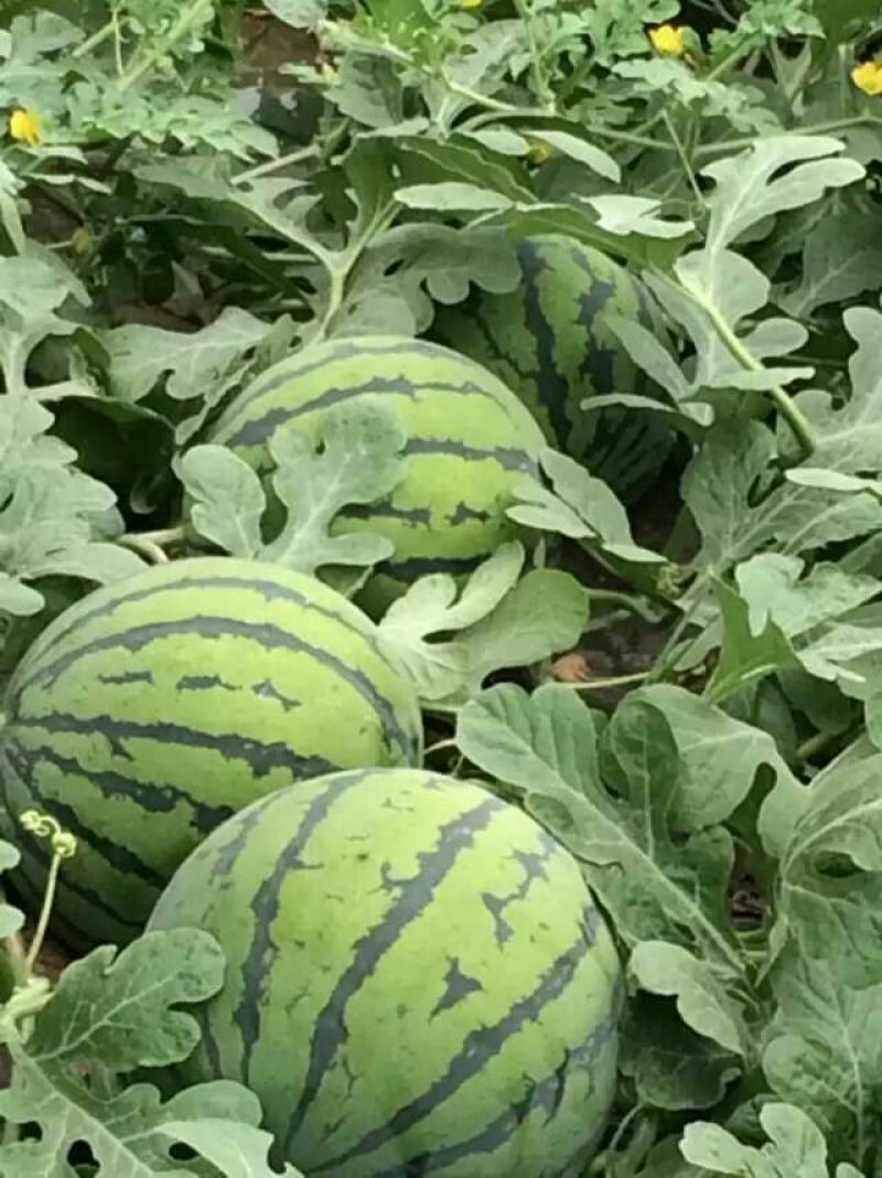 百万亩甜王，8424西瓜，京欣6斤打底8成熟1茬