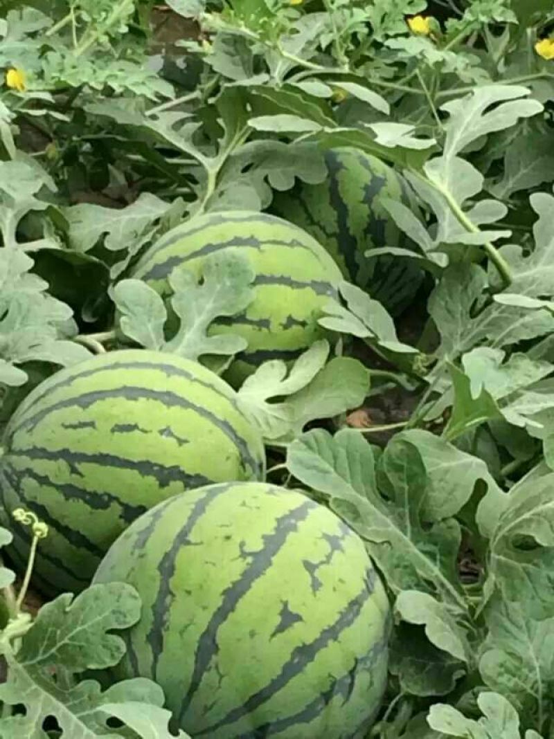 百万亩甜王，8424西瓜，京欣6斤打底8成熟1茬