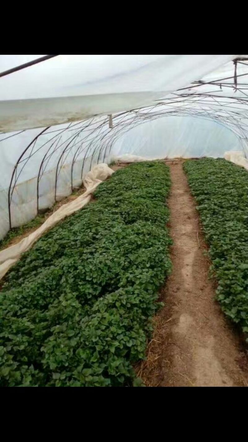 秦薯5号红薯苗秦薯8号紫薯等！