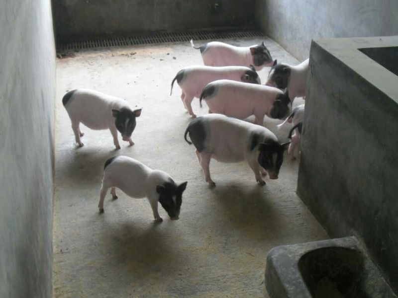 香猪母