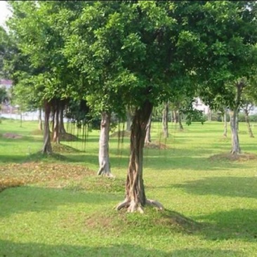 小叶榕