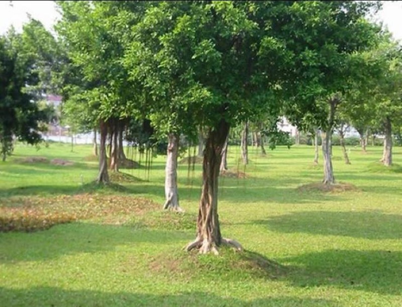小叶榕