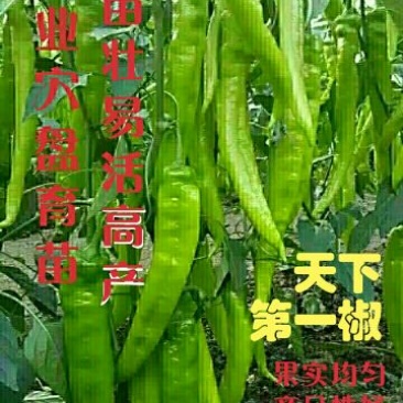 辣椒苗