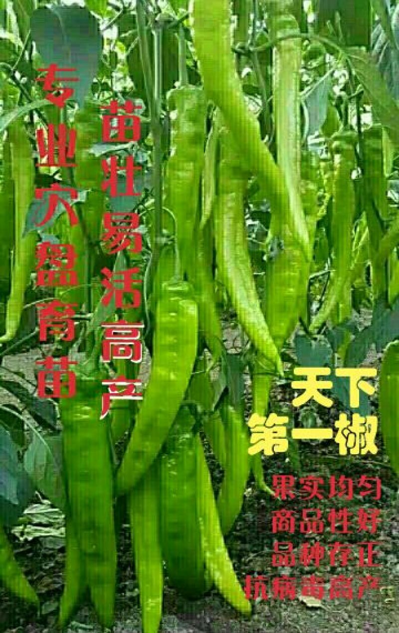 辣椒苗