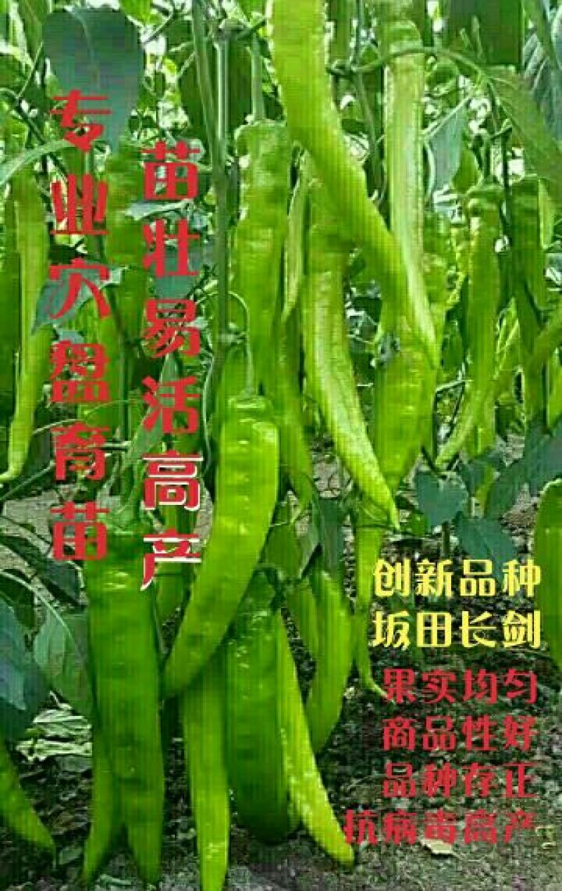 辣椒苗