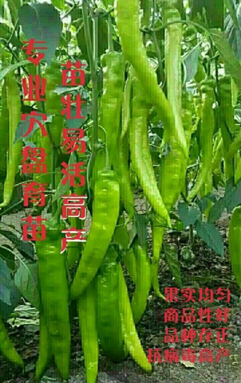 辣椒苗