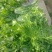 苦菊20~25cm