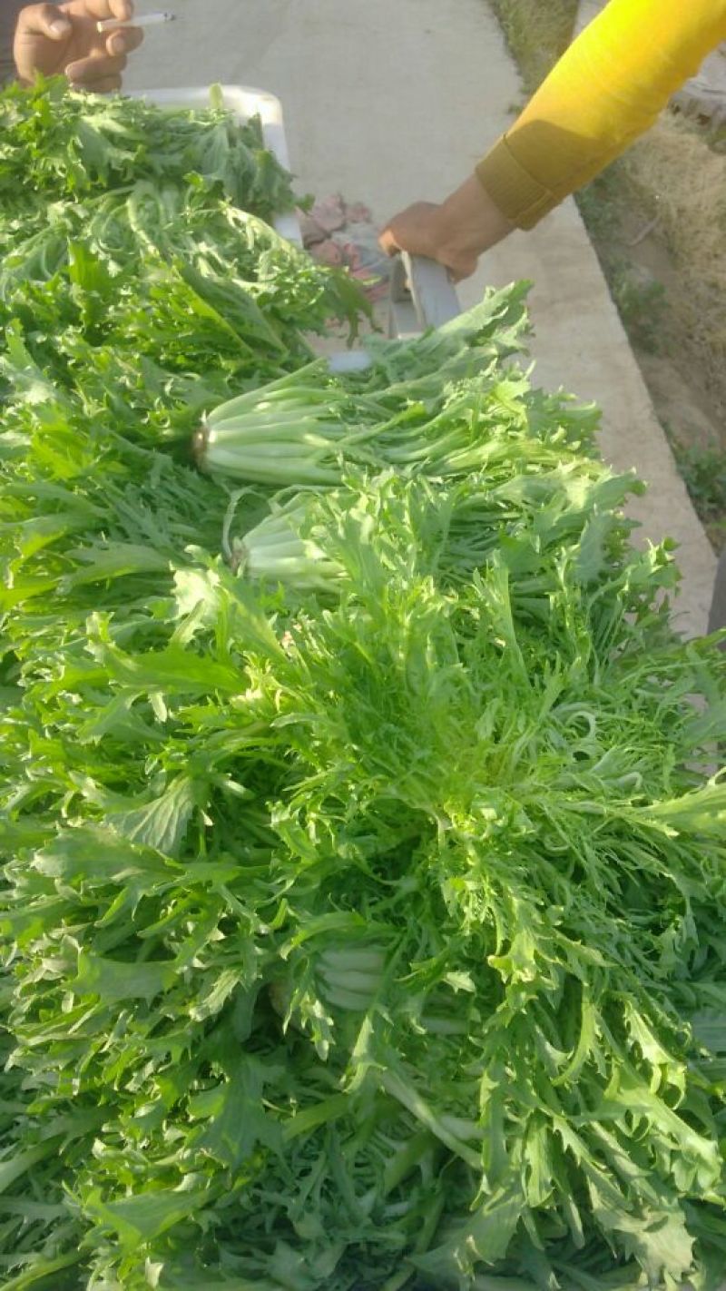 苦菊20~25cm
