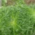 苦菊20~25cm