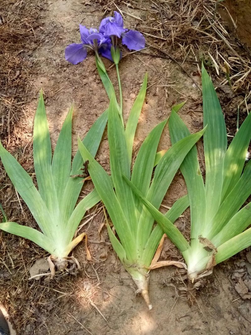 蝴蝶兰苗10~20cm，那位老板需要的联系我