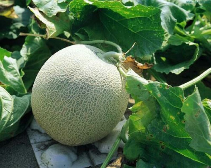 （优选）西州蜜25号大量供应中，欢迎各大团队前来产地采购