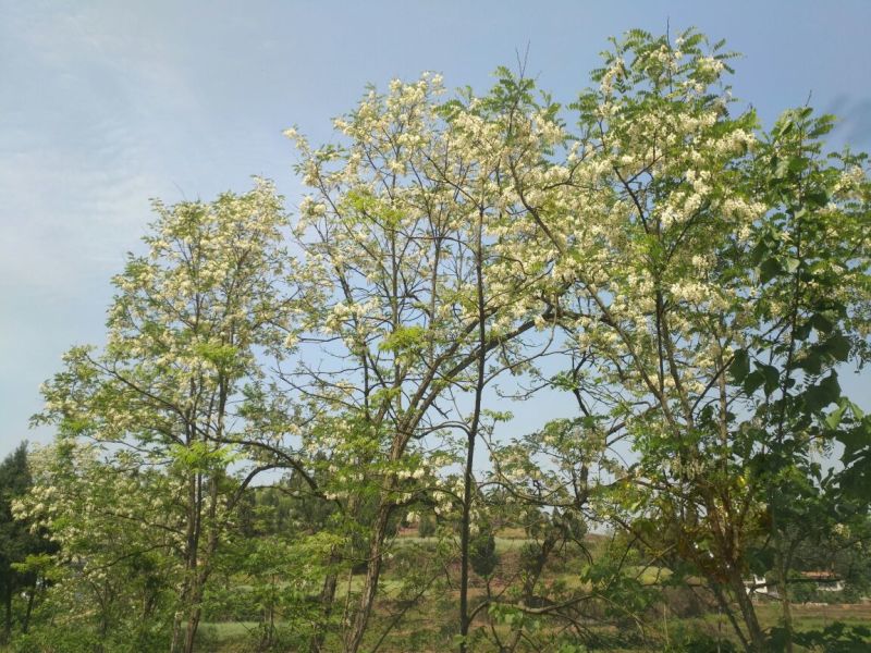 土蜂蜜2斤