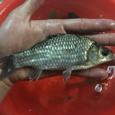 白鲫