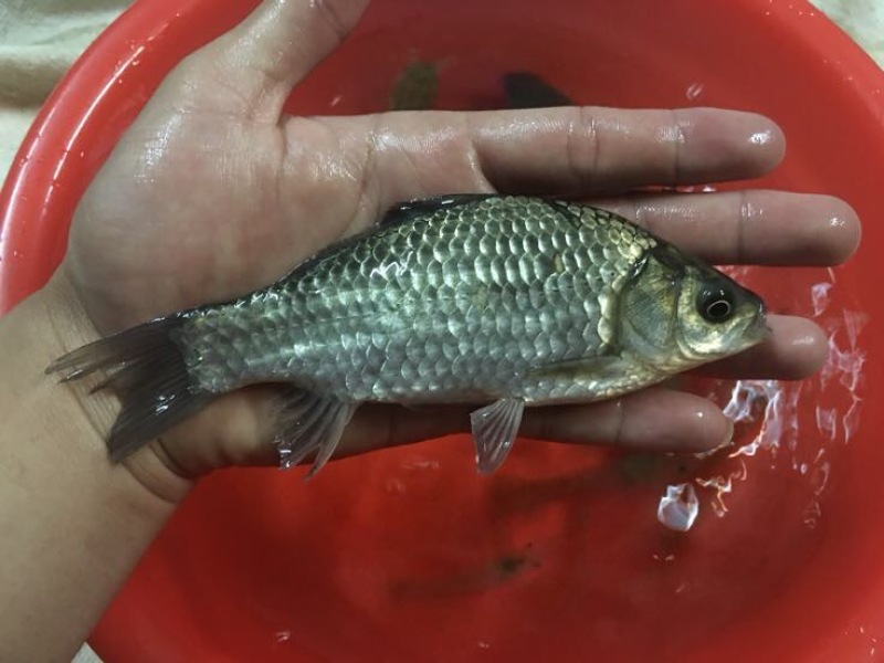 白鲫