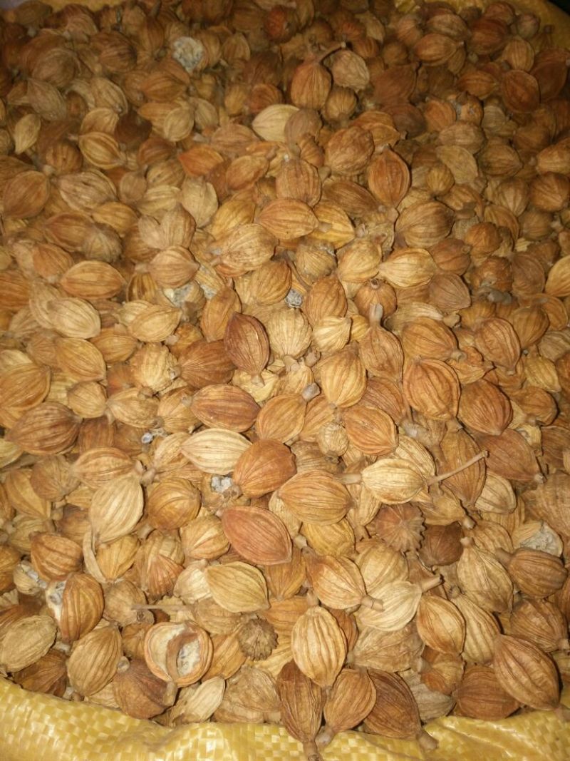 香砂