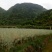 油菜籽1
