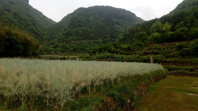 油菜籽1
