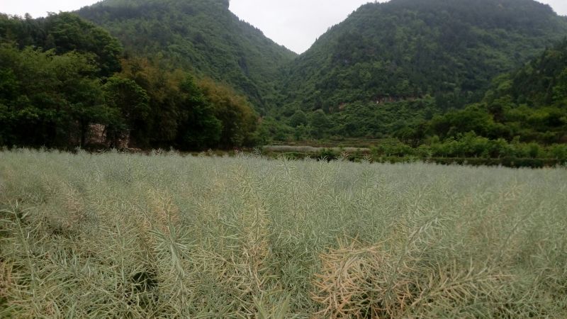 油菜籽1