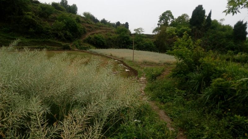 油菜籽1