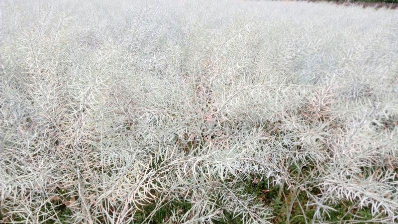 油菜籽1