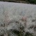 油菜籽1