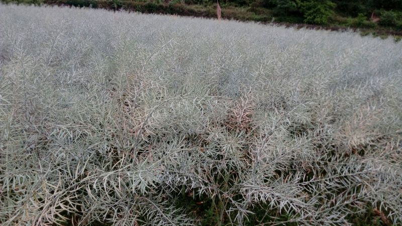 油菜籽1