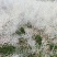 油菜籽1