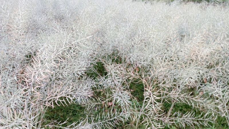 油菜籽1