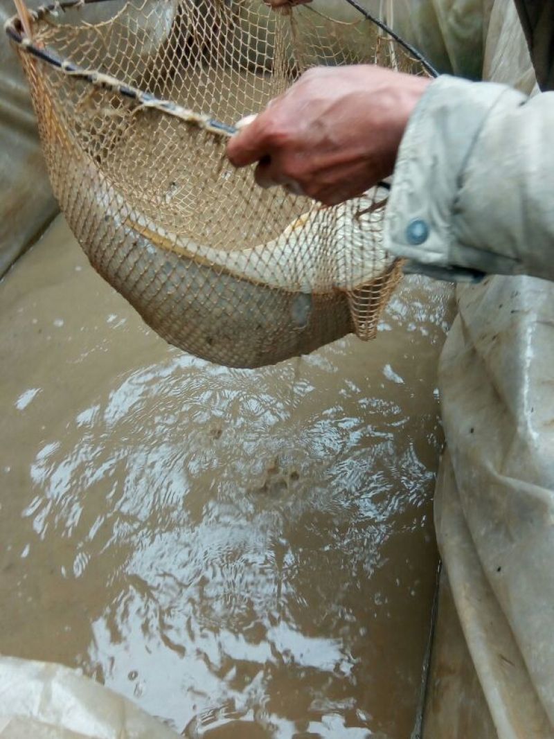 豫选黄河鲤鱼食用3公斤以上