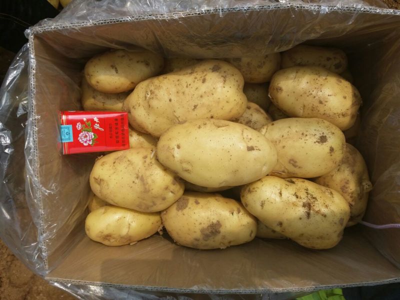 【牛商推荐】荷兰十五土豆，中薯五号1两以上通货一手货源