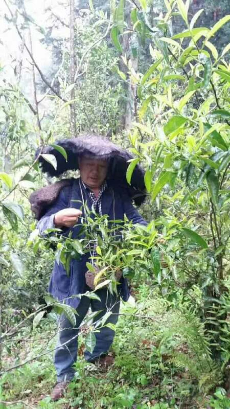 古树茶一级