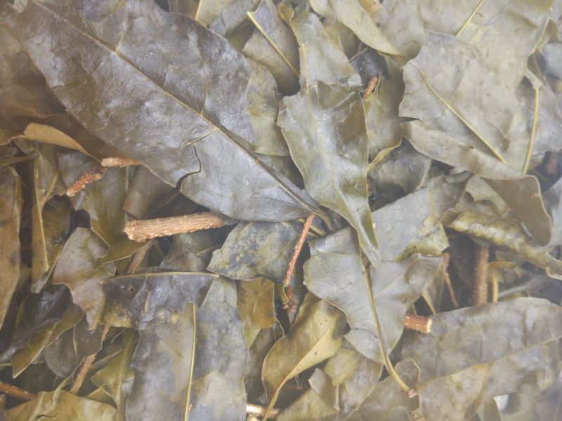 苦丁茶
