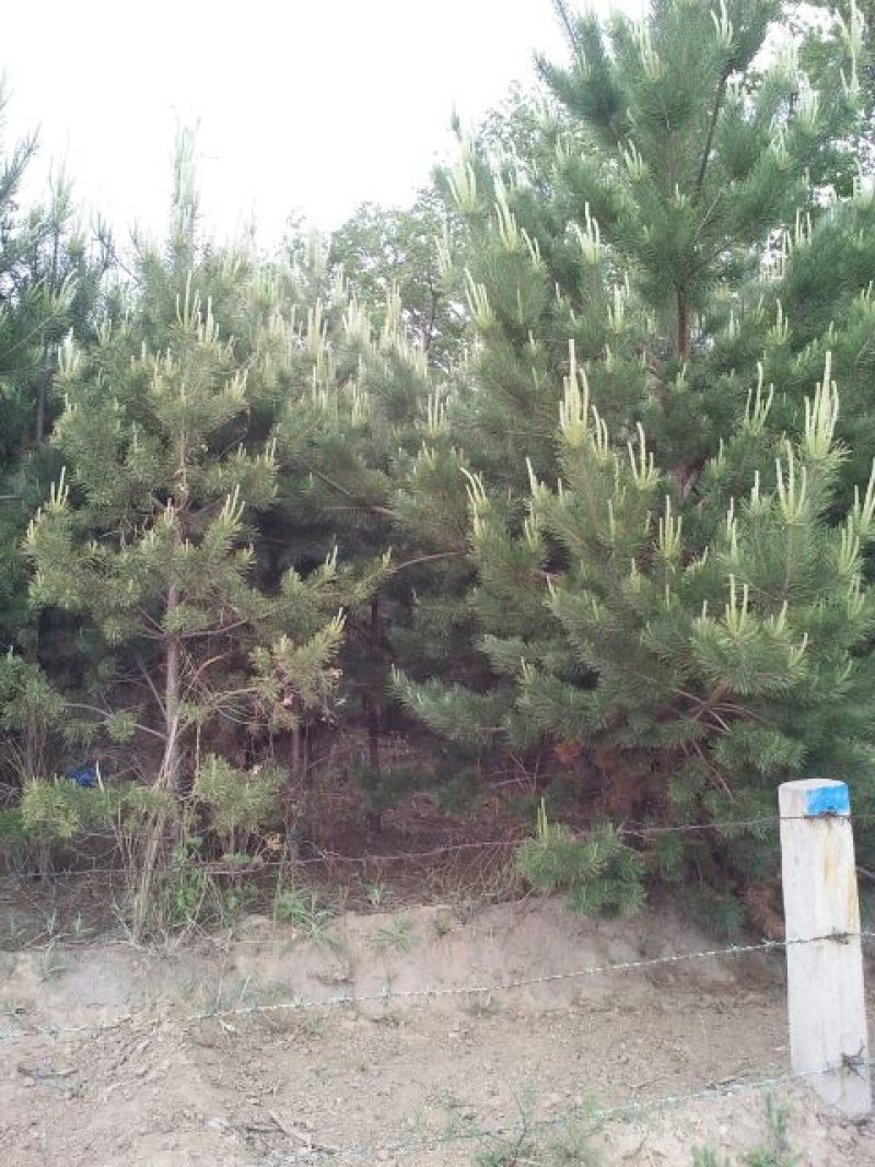 樟子松树苗80~100cm