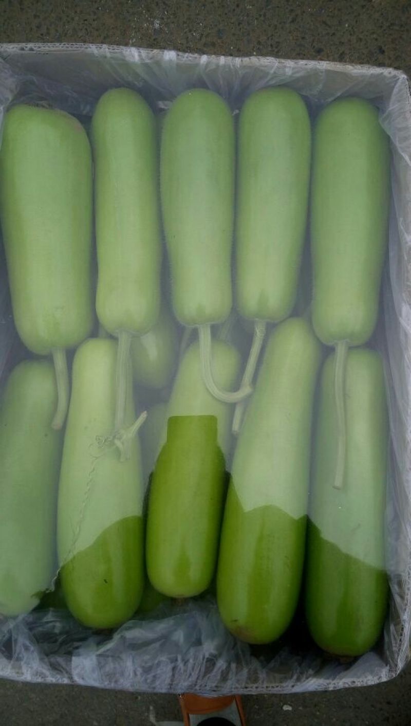 瓠瓜20~30cm6~7cm