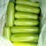 瓠瓜20~30cm5~6cm