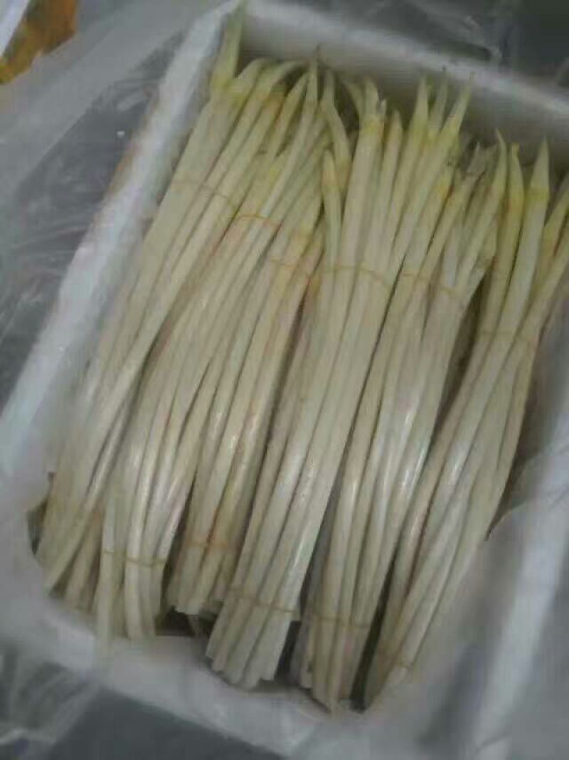 四季供应越南优质藕带