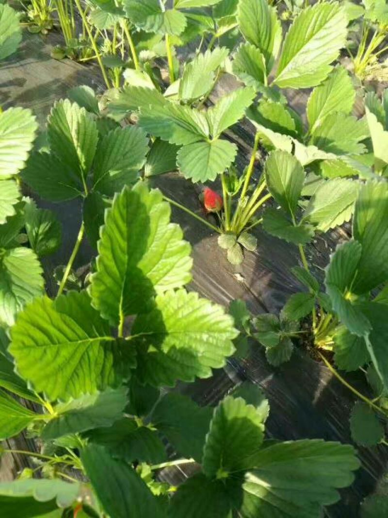 草莓苗10~20cm