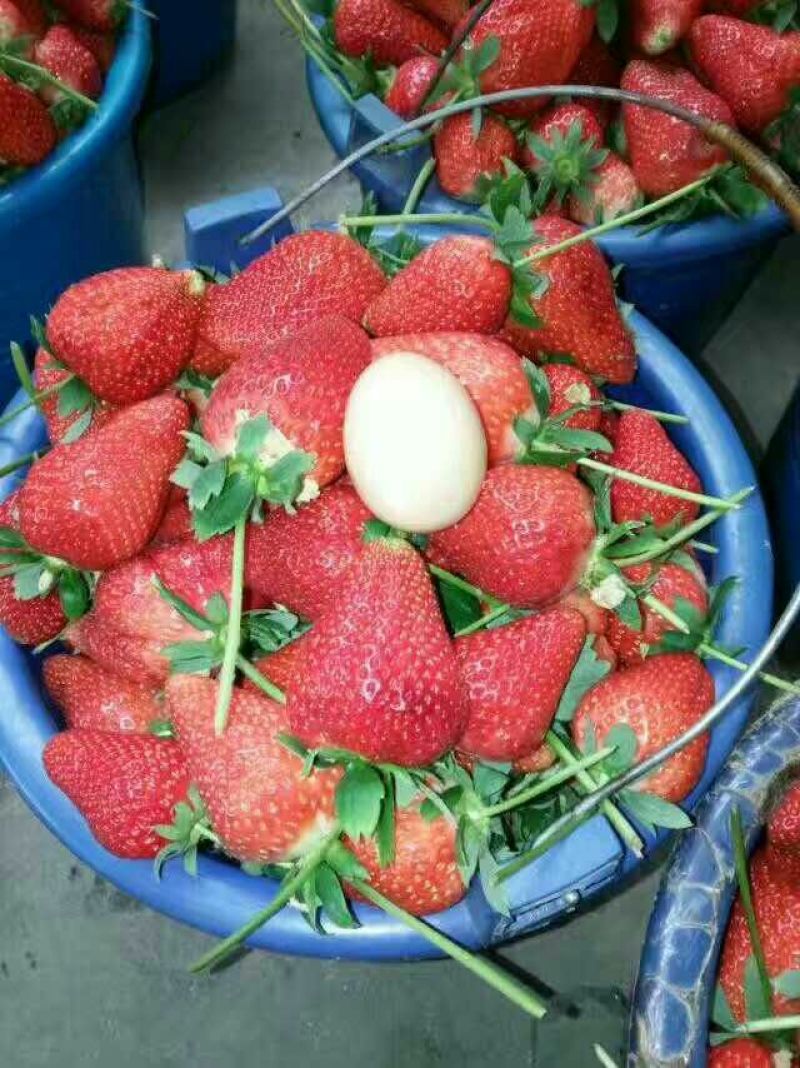 草莓苗10~20cm